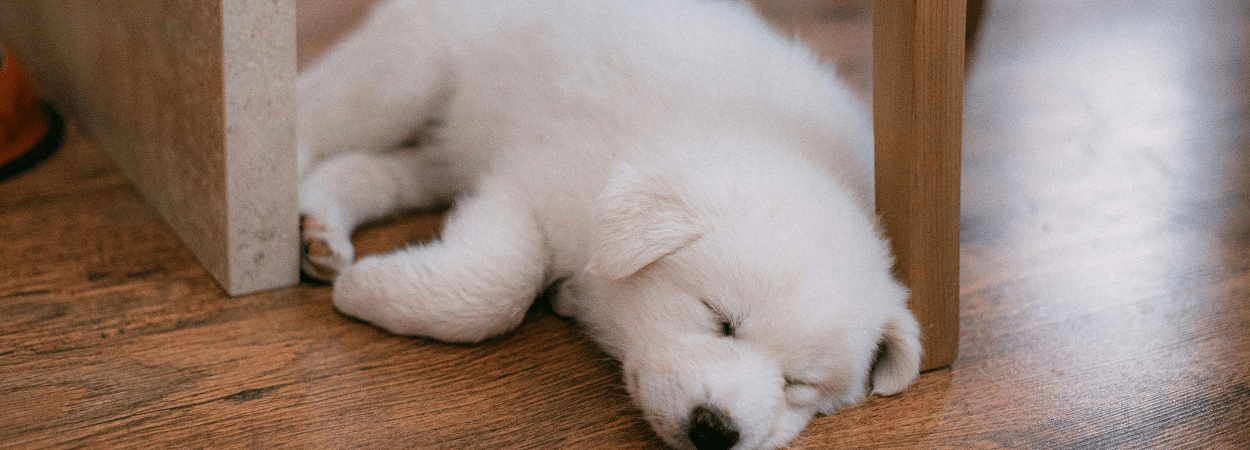 comment mettre en sommeil une société